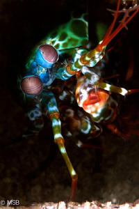Mantis shrimp by Mehmet Salih Bilal 